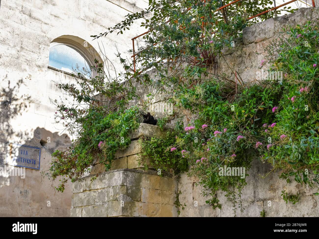 Un petit chaton noir se cache dans les buissons au sommet d'un mur de briques de pierre dans l'ancienne ville de Matera, en Italie. Banque D'Images