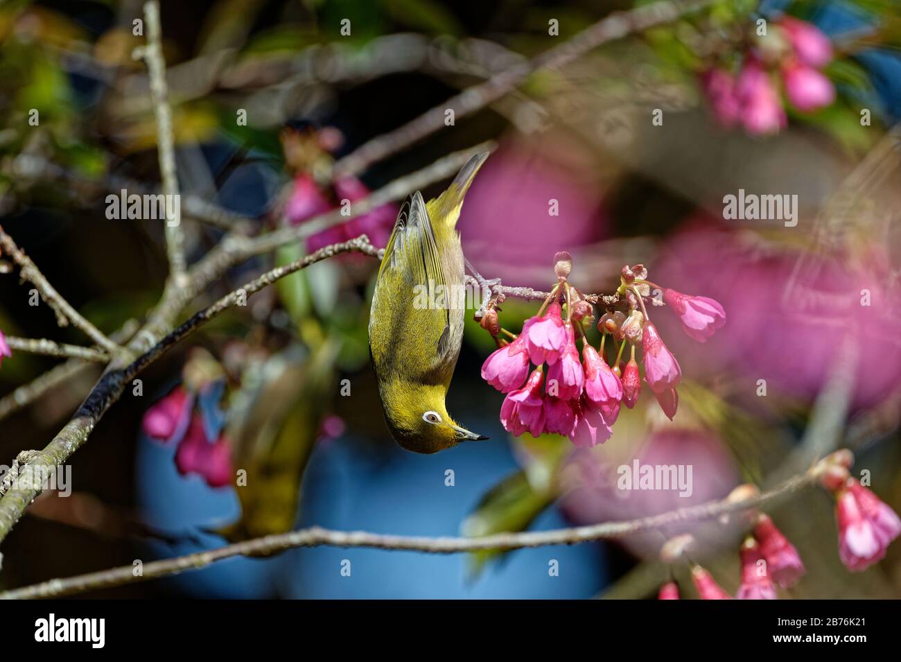 Warbling White-eye Zosterops japonicus sur un arbre dans le mont Kagami à Karatsu, Japon Banque D'Images