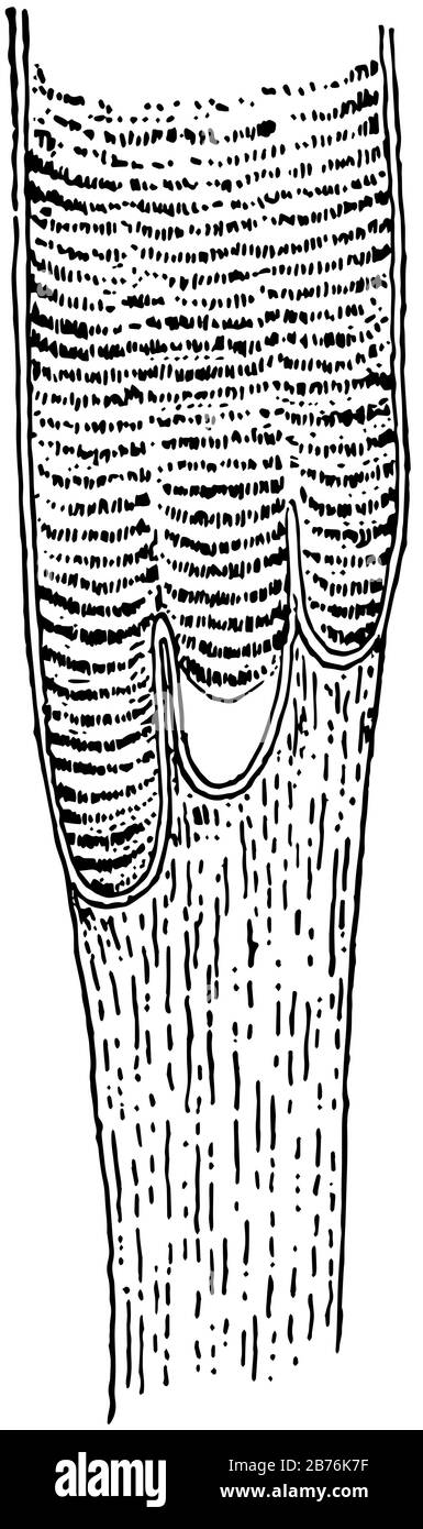 Cette illustration représente la fibre De Muscle, le dessin de ligne vintage ou l'illustration de gravure. Illustration de Vecteur