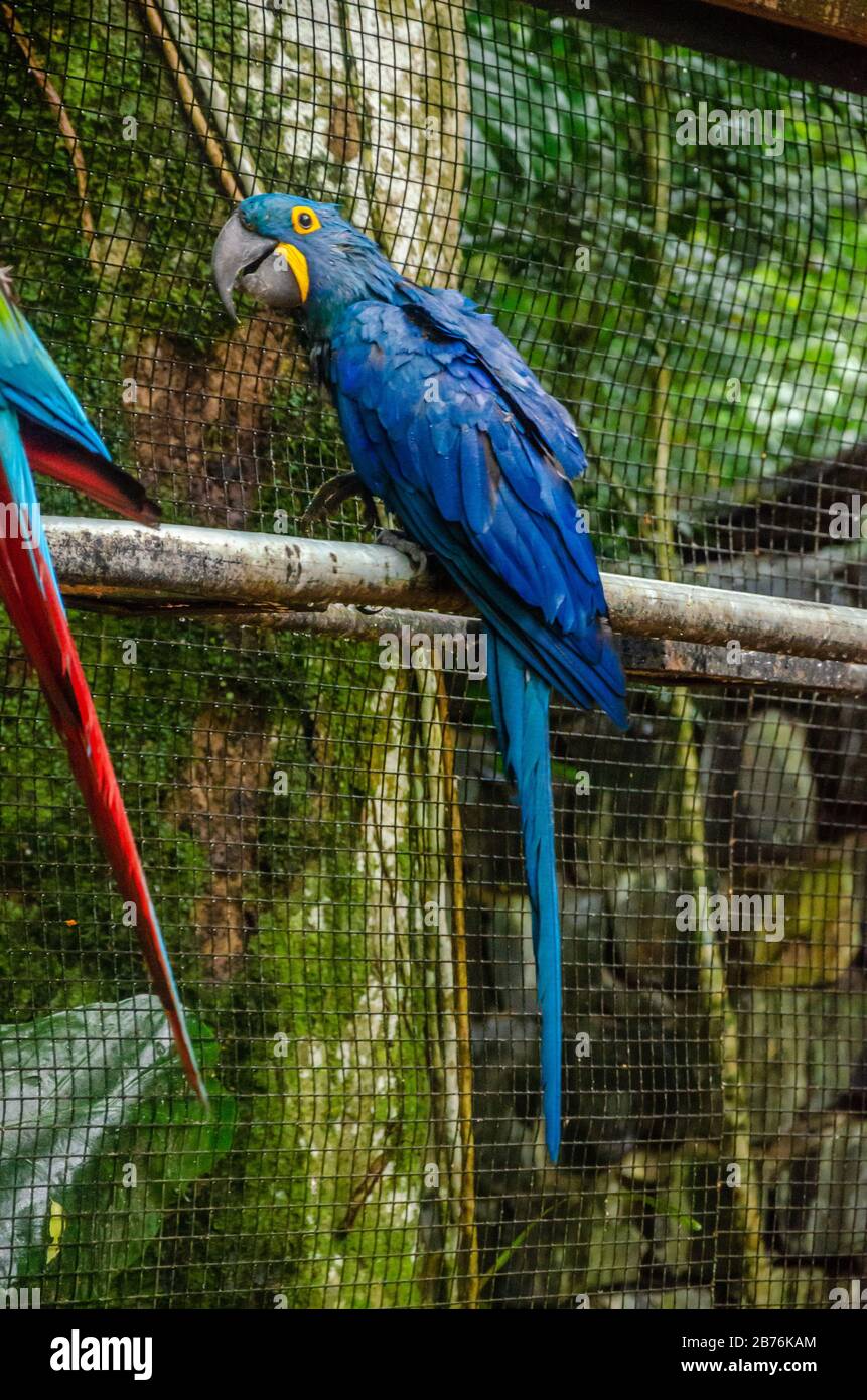 Un anodorhynchus humide ou un macaw bleu avec des yeux jaunes se tenant sur un plateau métallique avec un fond de cage Banque D'Images