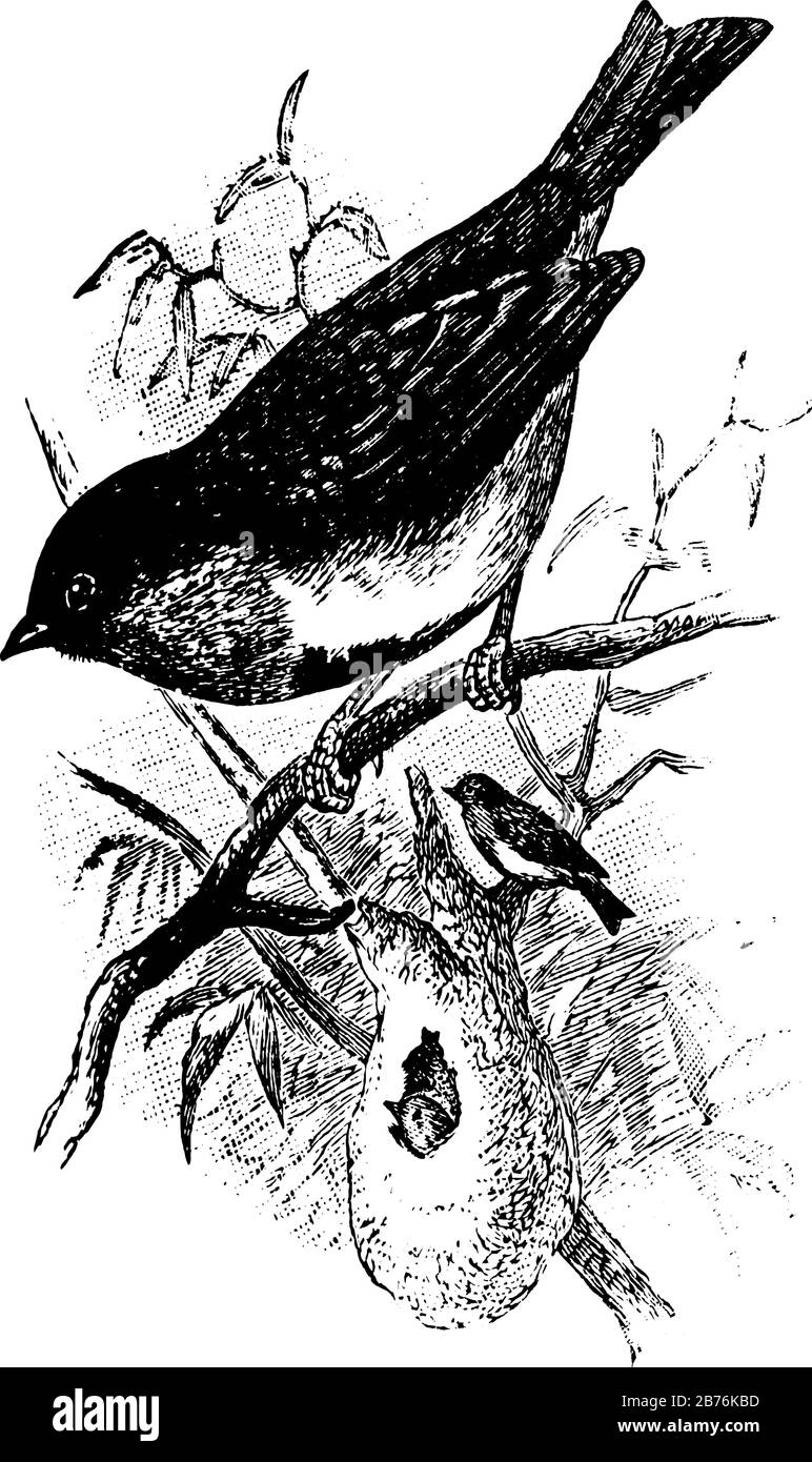 Déglutissez Sunbird est un petit oiseau d'Australie ayant une facture très aiguë, un dessin de ligne vintage ou une illustration de gravure. Illustration de Vecteur