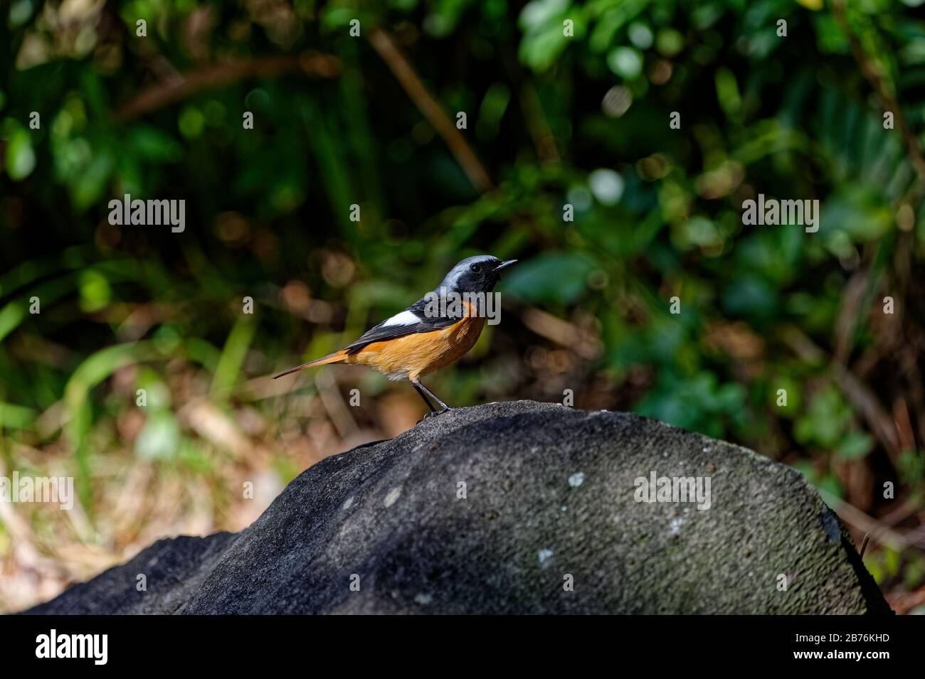 Daurien redstart Phoenicurus aureus sur le mont Kagami dans la ville de Karatsu, Japon Banque D'Images