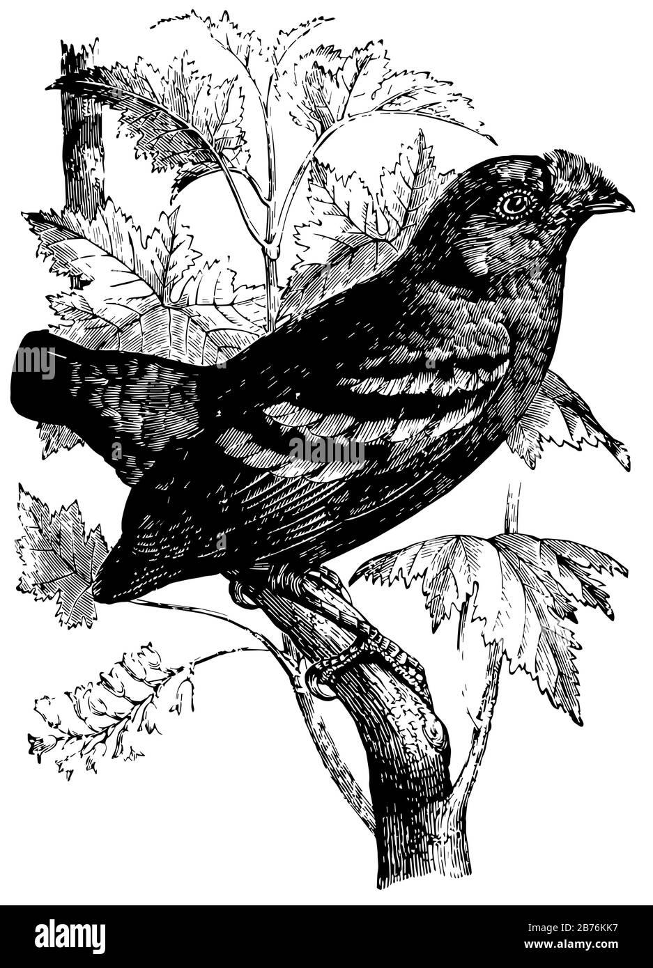 Vert Calyptomena qui est un petit oiseau dans la famille de la loi large, dessin de ligne vintage ou illustration de la gravure. Illustration de Vecteur