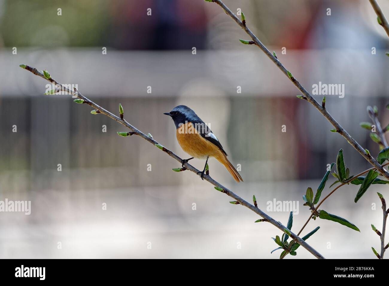 Daurien redstart Phoenicurus aureus sur le mont Kagami dans la ville de Karatsu, Japon Banque D'Images