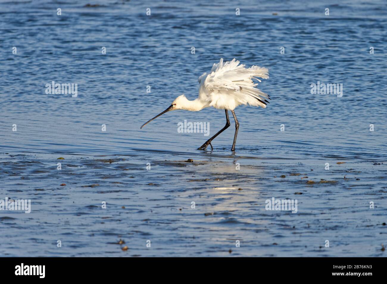 Platalea leucorodia, une poonbill commune, se nourrissant sur un plat boueux, Fukuoka, Japon Banque D'Images