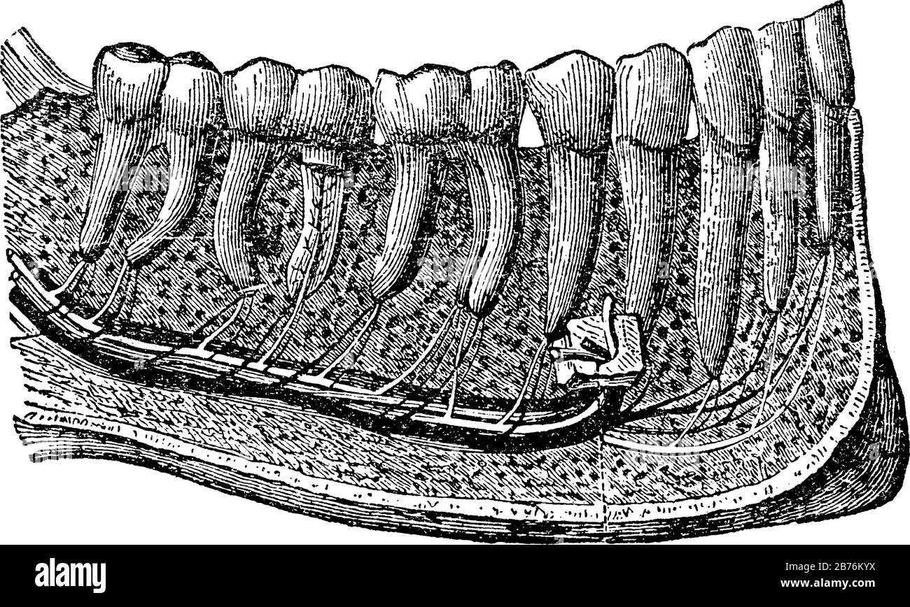 Cette illustration représente Les Dents, le dessin de lignes anciennes ou l'illustration de gravure. Illustration de Vecteur