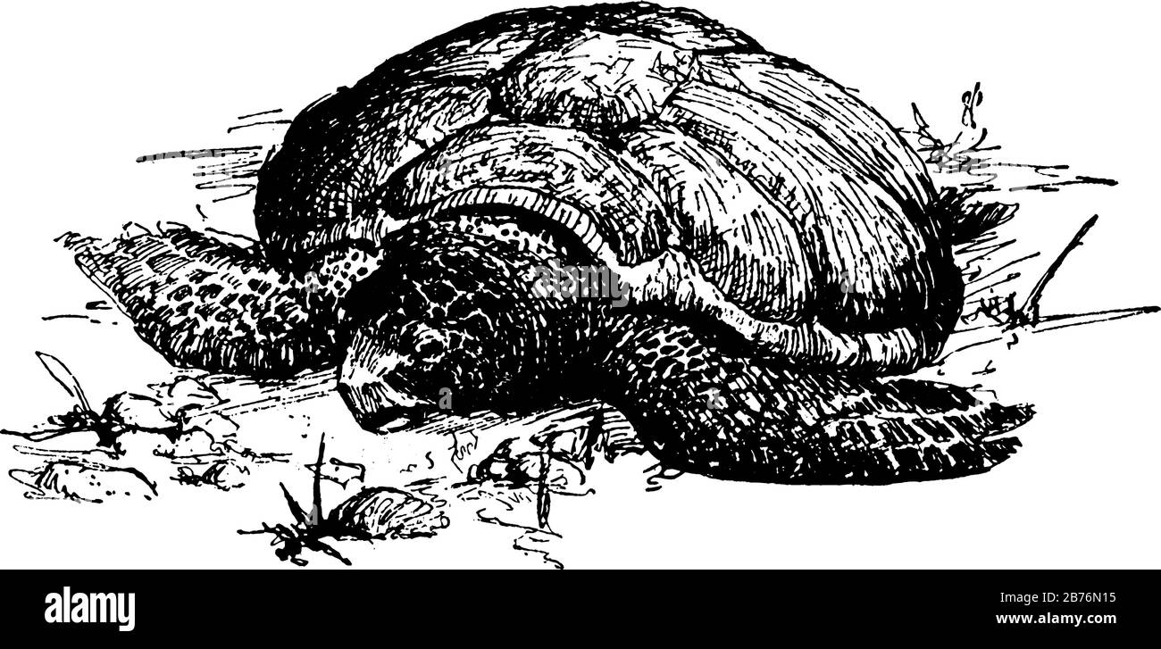 Une tortue, un dessin de ligne vintage ou une illustration de gravure Illustration de Vecteur