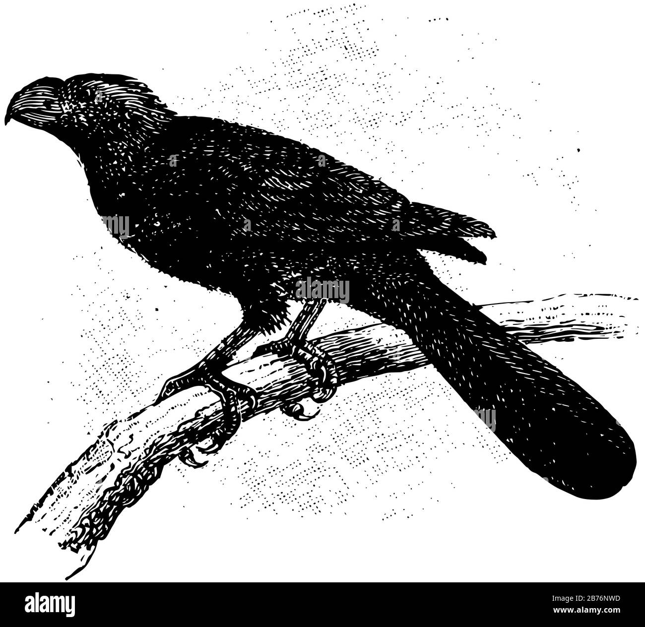 Groove Rise Ani est un oiseau tropical étrange dans la famille de couckoo avec une longue queue et une grande, vintage dessin de ligne ou gravure illustration. Illustration de Vecteur