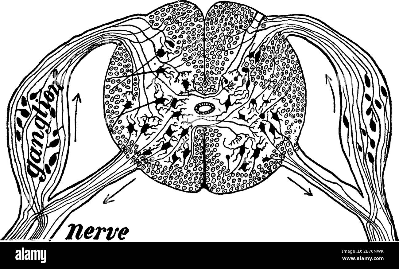 Diagramme d'une coupe sur la moelle épinière montrant les racines d'un nerf rachidien au bras sur la gauche, dessin de ligne vintage ou illustration de gravure. Illustration de Vecteur