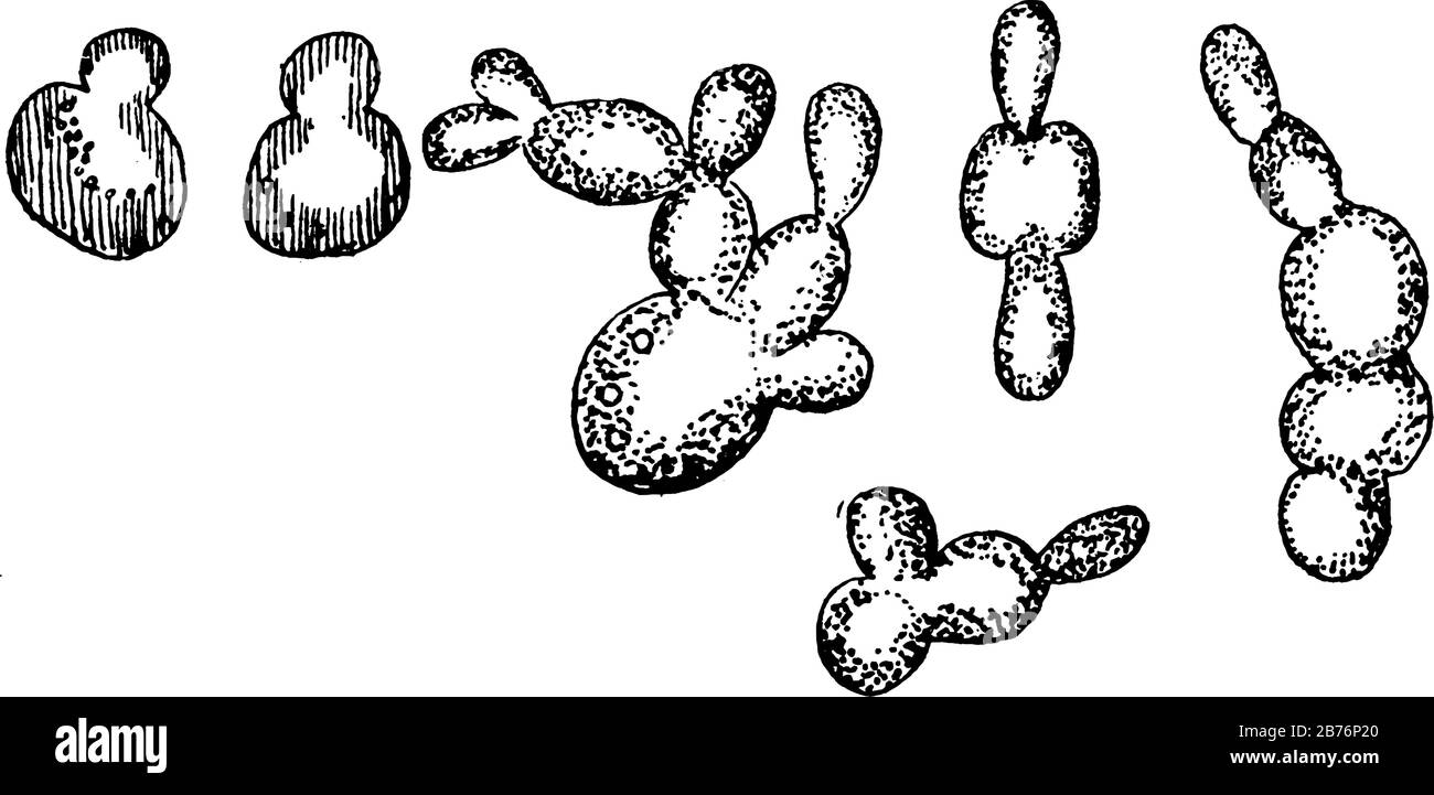Divers stades de multiplication cellulaire par bourgeonnement de Saccharomyces cerevisiae, une espèce de levure utilisée dans la vinification, la cuisson et la préparation du café dans le monde entier, v Illustration de Vecteur