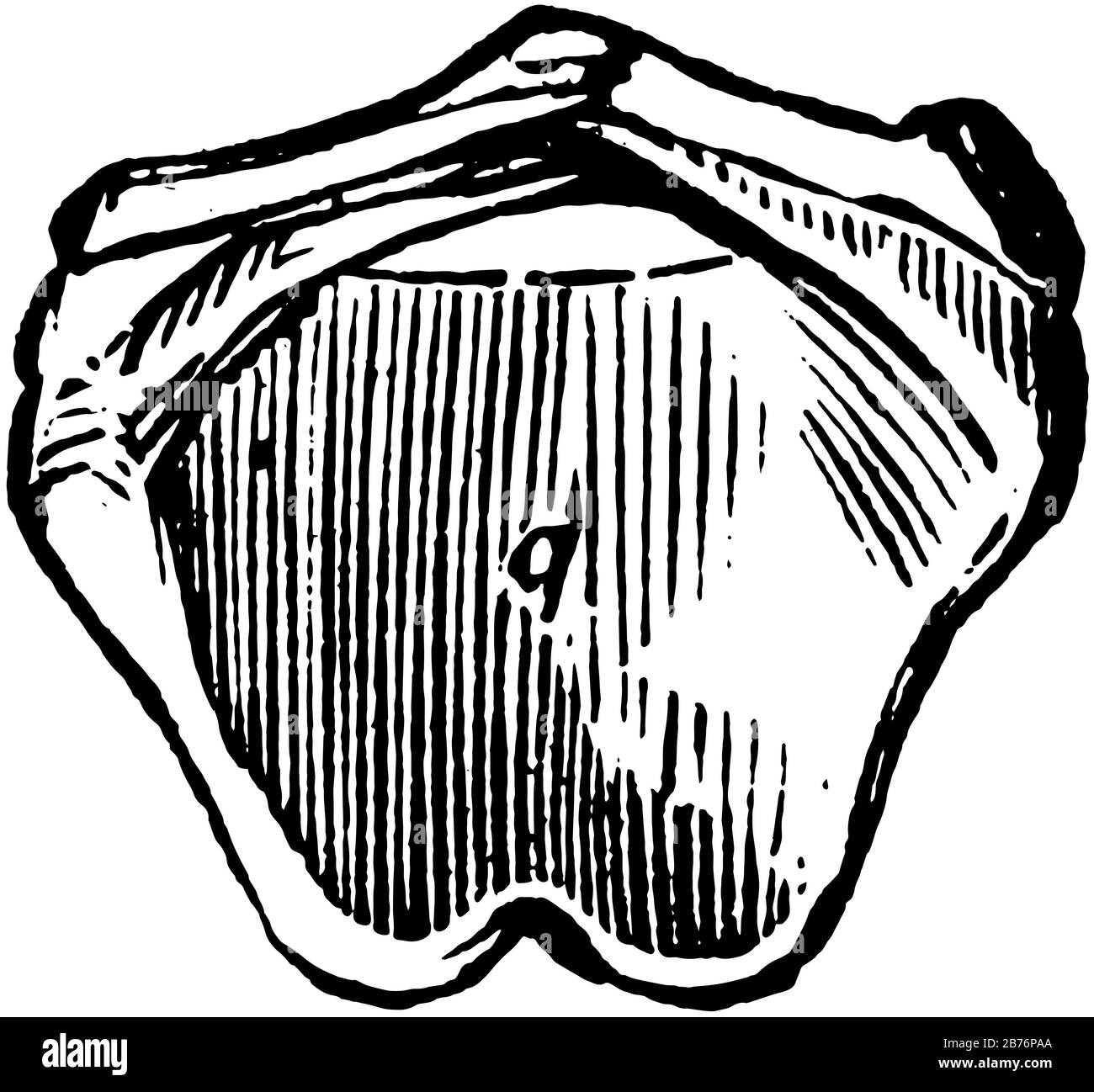 Ce diagramme représente Le Cartilage Cricoïde du Larynx, le dessin de lignes anciennes ou l'illustration de gravure. Illustration de Vecteur