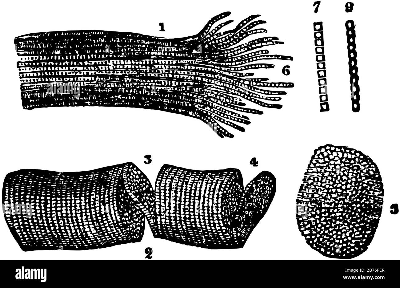 Cette illustration représente le tissu musculaire à rayures, le dessin de lignes anciennes ou l'illustration de gravure. Illustration de Vecteur