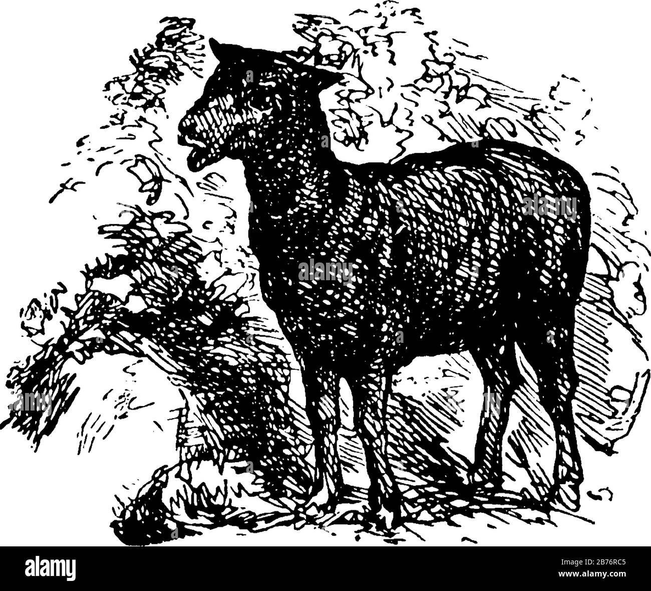 BAA, Baa, Black Sheep, cette photo montre un mouton noir debout dans la forêt, dessin de ligne vintage ou illustration de gravure Illustration de Vecteur