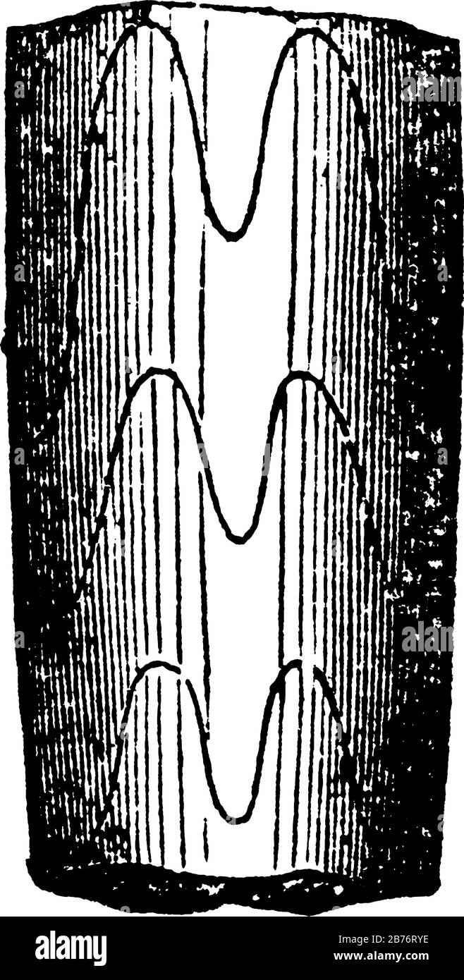 l'image montre le fossile de mollusques goniatite qui est ancien, il est en forme de broche en forme verticale, dessin de ligne vintage ou gravure Illustration de Vecteur