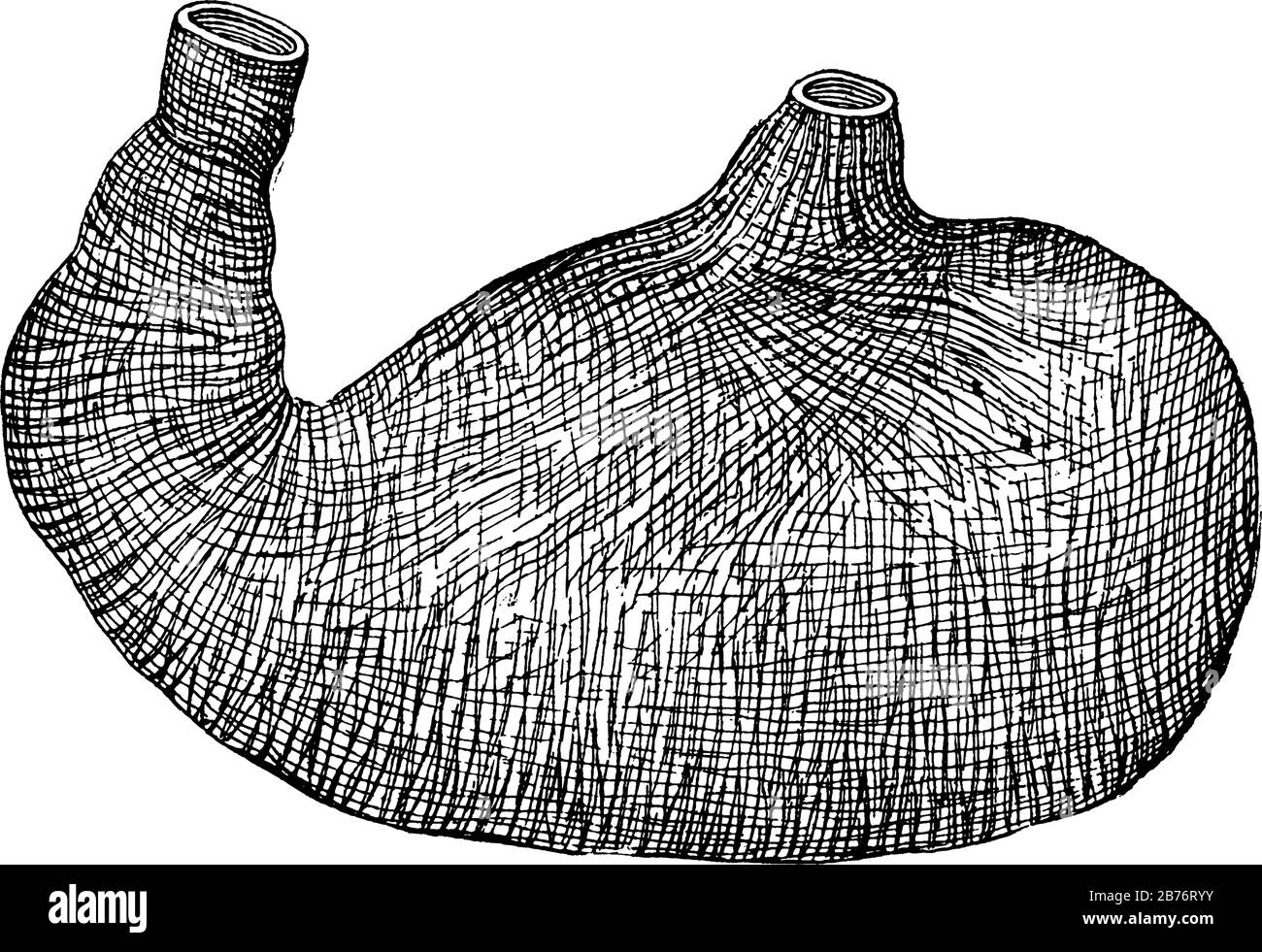 Cette illustration représente La Paroi Musculaire De L'Estomac, le dessin vintage de ligne ou l'illustration de gravure. Illustration de Vecteur