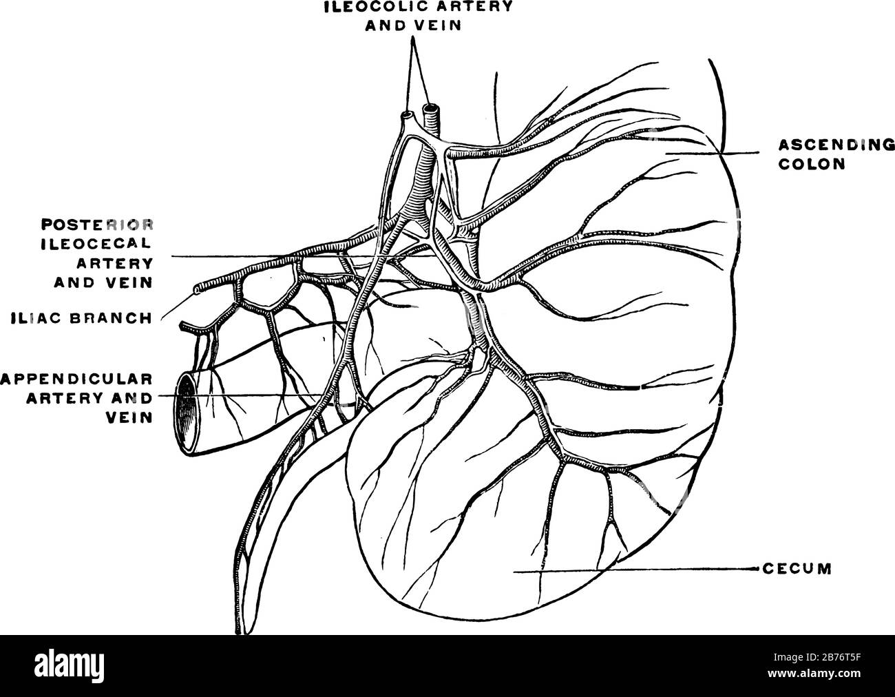 Système de circulation sanguine du cecum et de l'annexe. L'artère iléocolique, fournit du sang à l'iléon terminal, au cecum et à l'appendice, dessin de ligne vintage Illustration de Vecteur