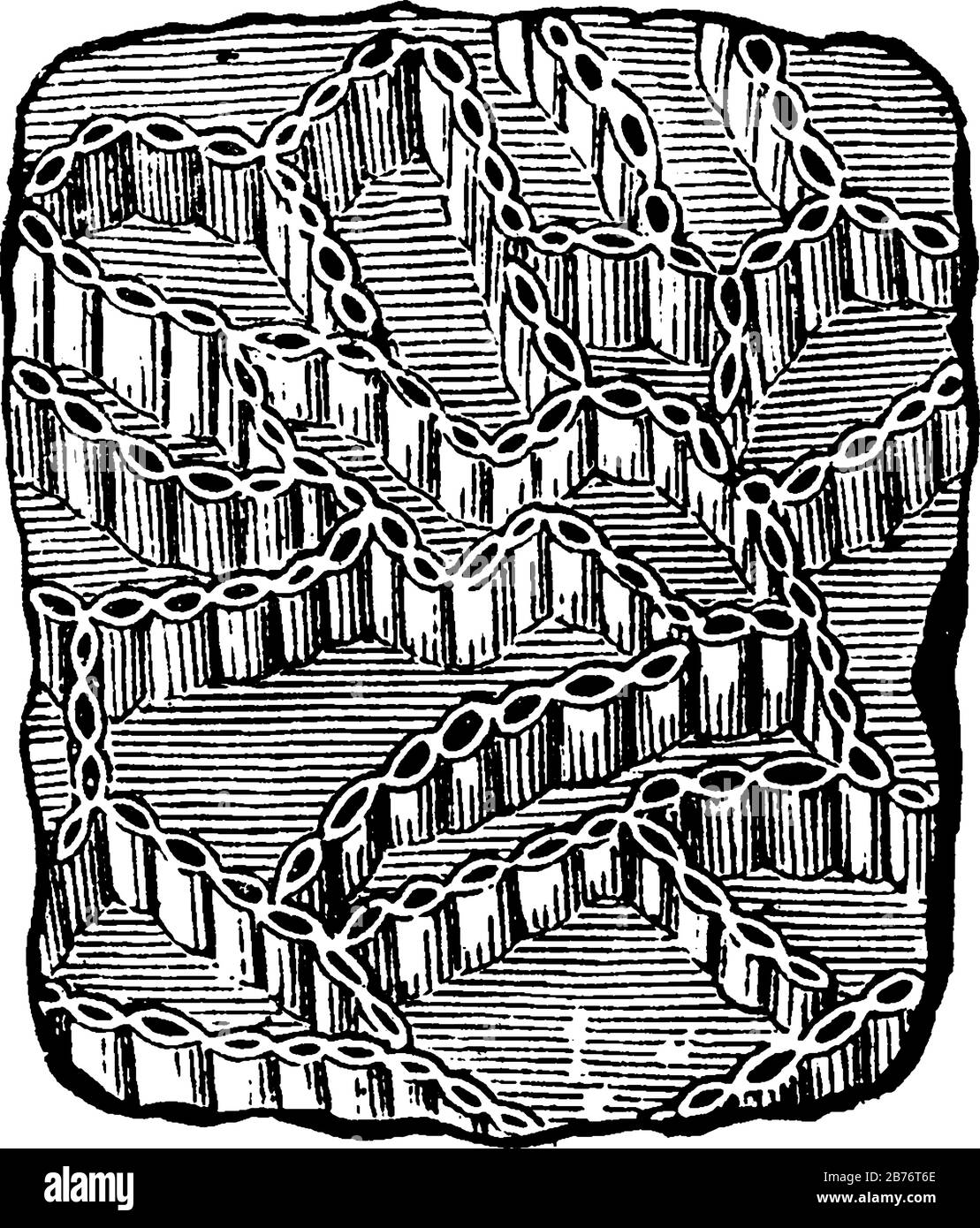Un rayonnement du temps paléozoïque, Halysites catenulata, ce rayonnement se compose de la conception doublée sur lui, montrant trois images d'halysites rayonnent en elle, Illustration de Vecteur