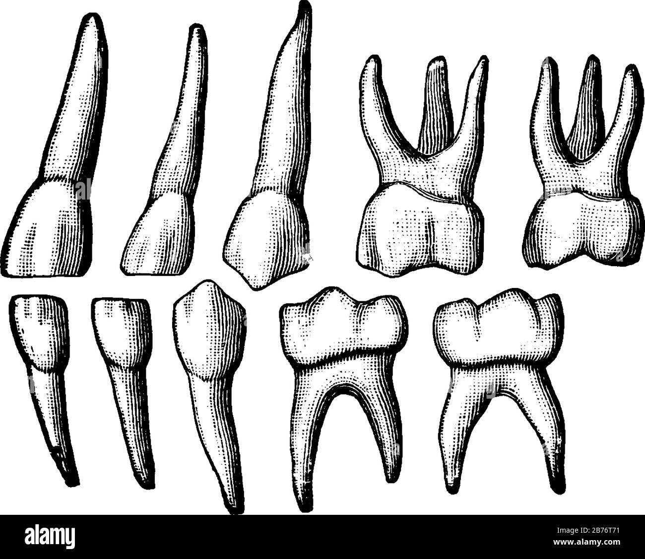 Les dents temporaires, également appelées dents primaires ou dents de bébé, sont le premier ensemble de dents dans le développement de la croissance des humains, dessin vintage de ligne ou Illustration de Vecteur