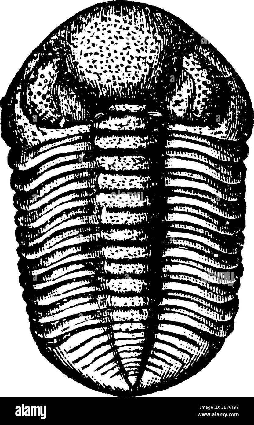 c'est une image de papops articuler, c'est de l'époque ancienne, montrant des os, c'est de forme d'ovule, de dessin vintage de ligne ou de gravure Illustration de Vecteur