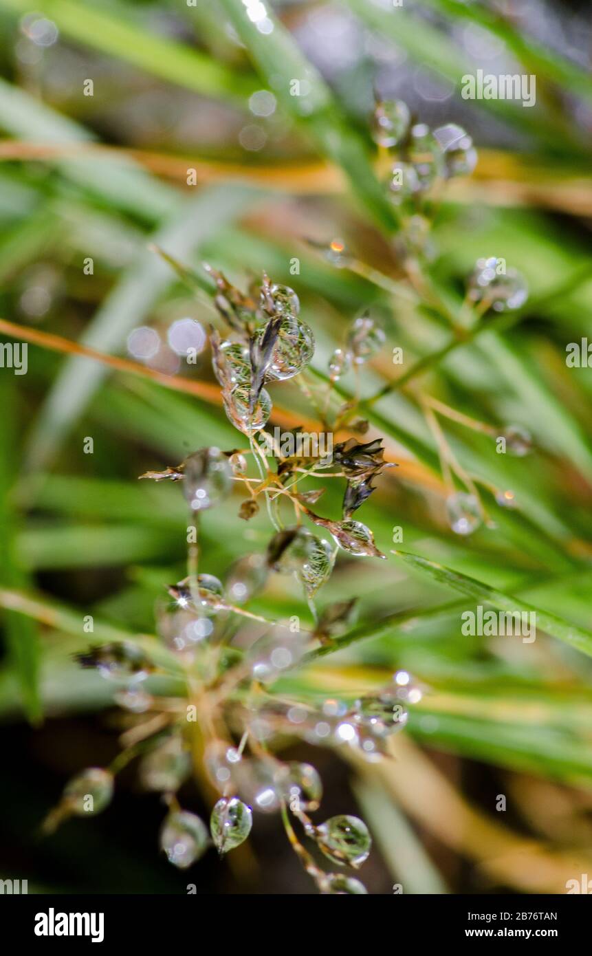 Macro des gouttes de rosée dans l'herbe, Aguas Calientes, Machu Picchu, Pérou Banque D'Images