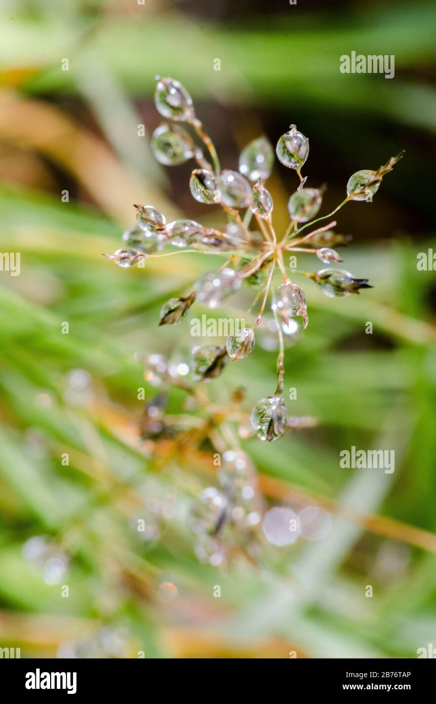 Macro des gouttes de rosée dans l'herbe, Aguas Calientes, Machu Picchu, Pérou Banque D'Images