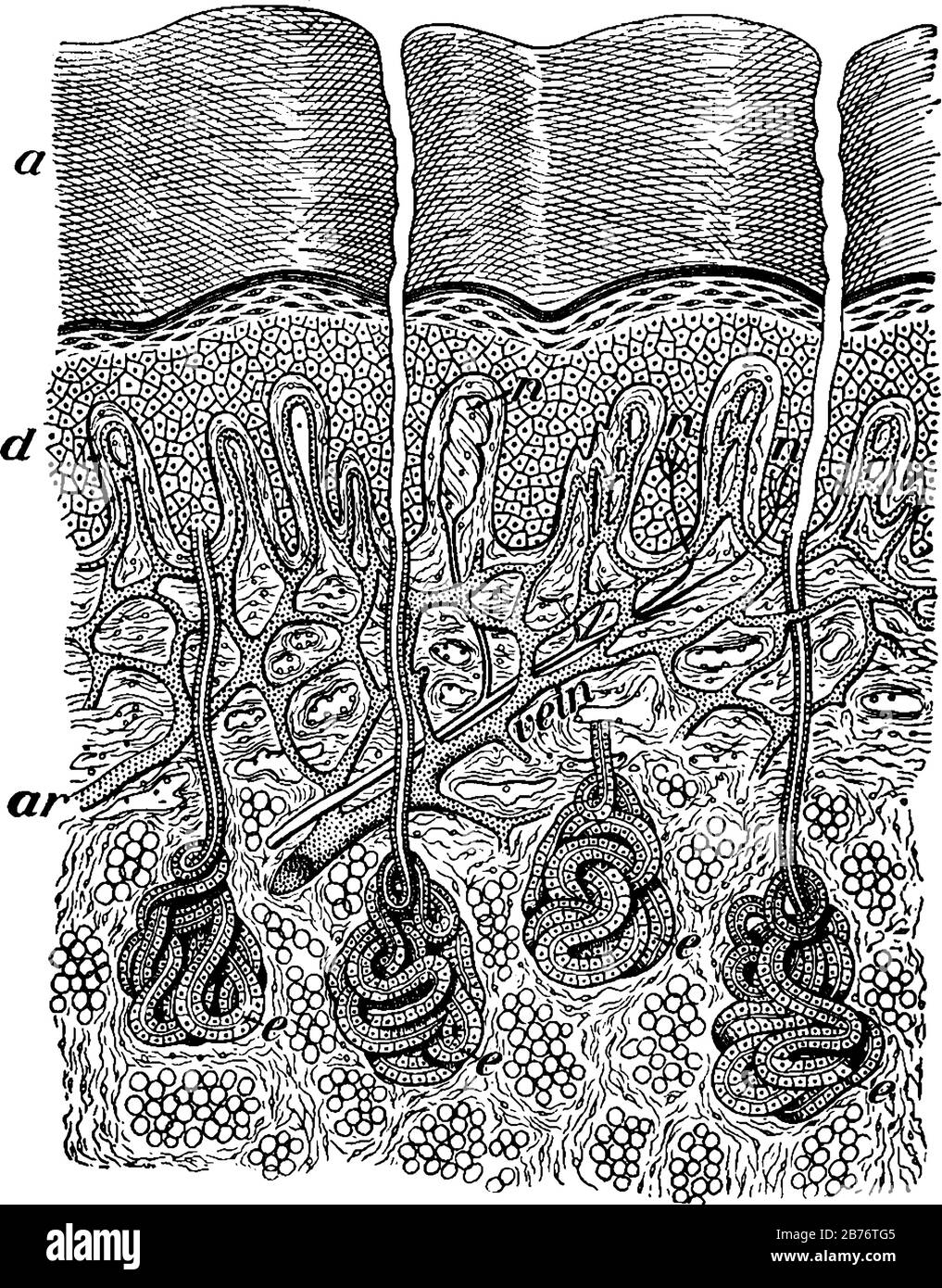 il s'agit d'une image de section de peaux montrant différentes couches de peau du corps humain, les trois images différentes montre les paroles de peau dans elle, ligne vintage Illustration de Vecteur