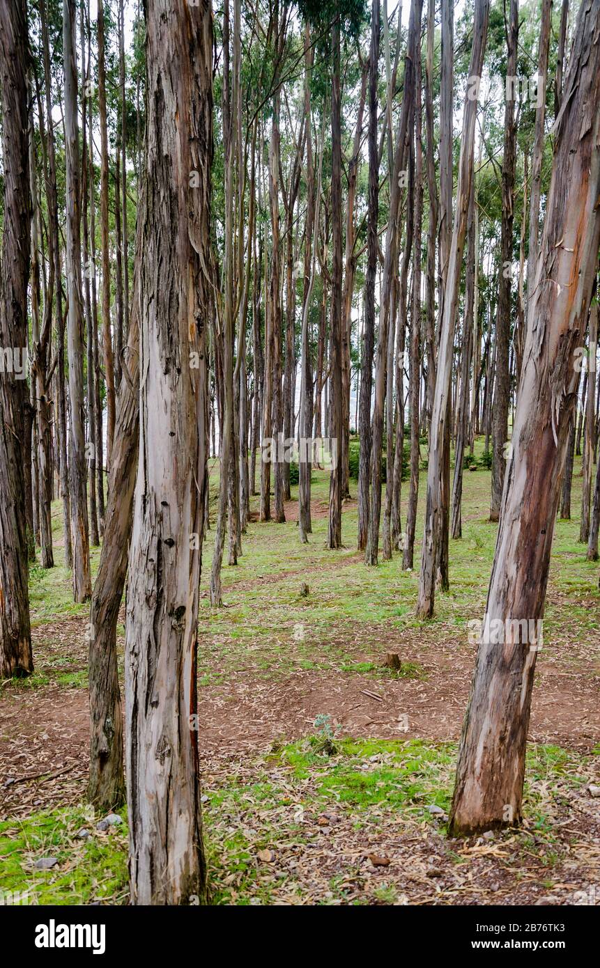 Petite forêt au sommet de Cusco, au Pérou Banque D'Images