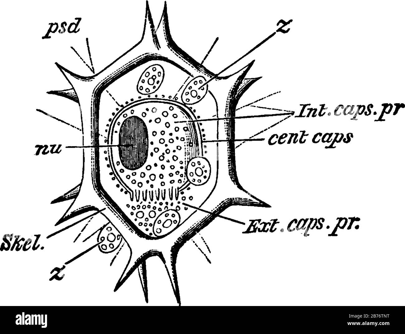 Étiquettes : capsules en cents, capsule centrale; bouchons ext. PR, protoplasme extra-capsulaire; bouchon int. PR, protoplasme intra-capsulaire; et autres, prélèvement de lignes anciennes Illustration de Vecteur