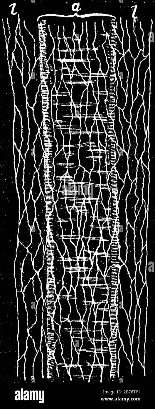 Vue de surface d'une artère à partir de la mésenterie d'une grenouille, non gainée dans un vaisseau lymphatique périvasculaire, avec des parties marquées, dessin vintage de ligne ou en Illustration de Vecteur