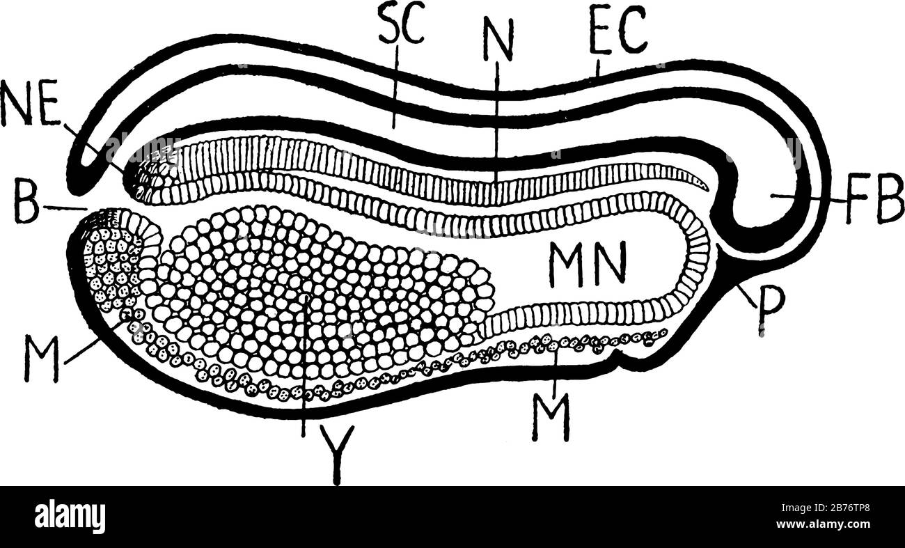 Vue avant la fermeture du blastopore, montrant, FB., avant-cerveau; EC., ectoderm; N., notochord; SC., canal de la moelle épinière; et autre, rdr de la ligne ancienne Illustration de Vecteur