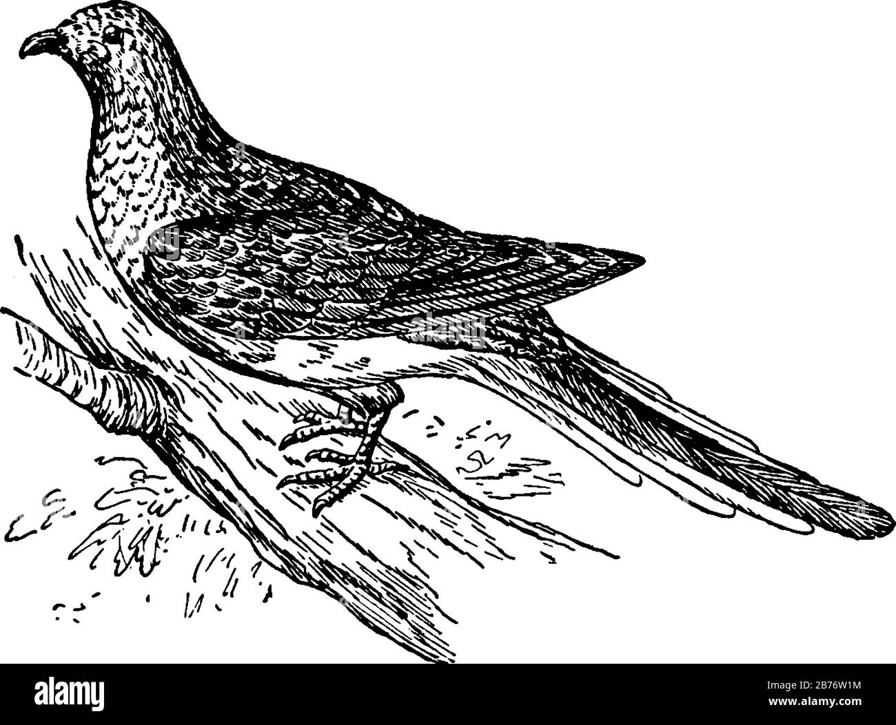 Le pigeon des passagers était très abondant en Amérique du Nord, mais il est finalement devenu éteint à cause de la chasse. Il montre que Le pigeon de passager était très un Illustration de Vecteur