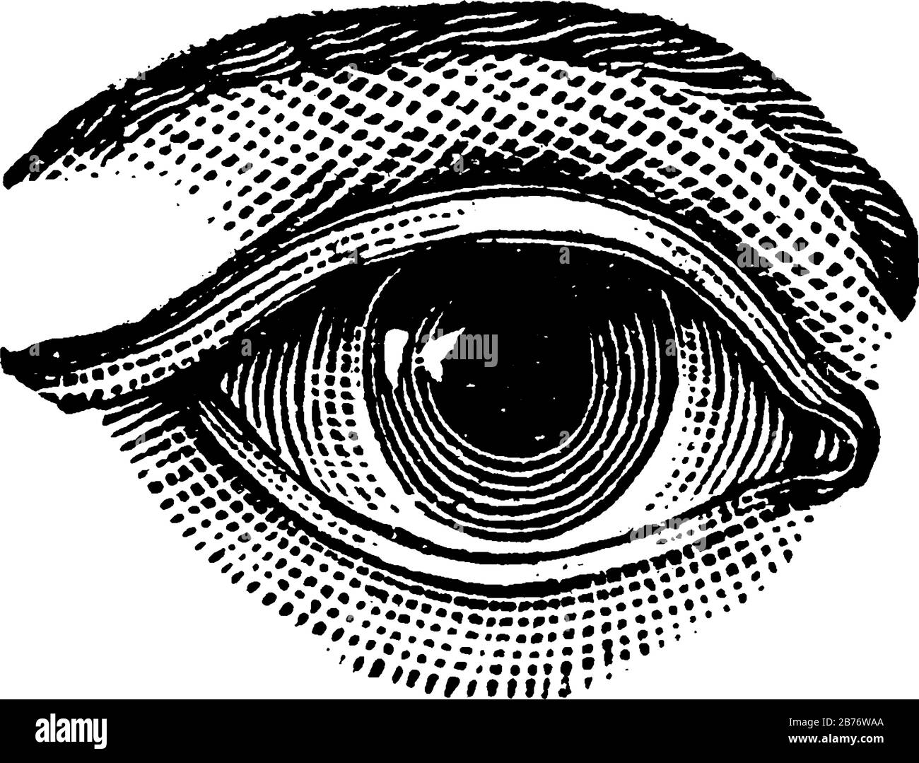 L'image représente un œil humain, un organe de détection qui réagit à la lumière et à la pression avec l'iris, la lentille, la pupille, la rétine et la sclérote, le dessin de ligne vintage ou en Illustration de Vecteur