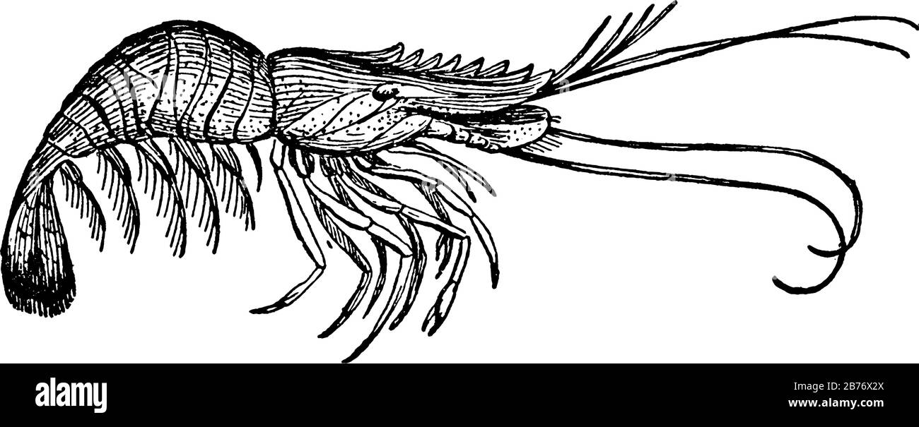 Un petit crustacés. Il montre trois tailles d'images différentes, il s'appelle aussi animal de mer en trois images, dessin vintage ou gravure Illustration de Vecteur