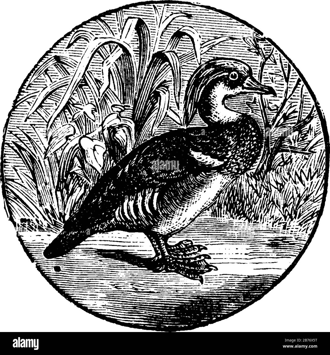 Canards de taille moyenne, pour la plupart, trouvés en Amérique du Nord. Les mâles et femelles adultes de cette espèce ont des têtes dépolies et les oiseaux femelles sont moins colorés, v Illustration de Vecteur