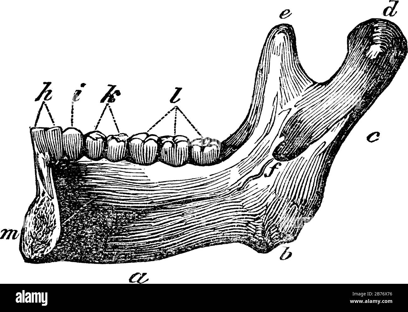 Moitié de la mâchoire inférieure. Étiquettes: A, la base; b, l'angle; c, le ramus; d, le condyle; e, le processus coronaid; h, les deux incisives; et autre, vinta Illustration de Vecteur