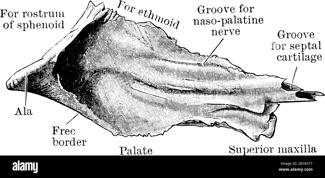 Le vomisseur est un petit os de milieu de ligne mince en forme de charrue dans la cavité nasale, séparant les côtés gauche et droit, le dessin de ligne vintage ou la gravure Illustration de Vecteur