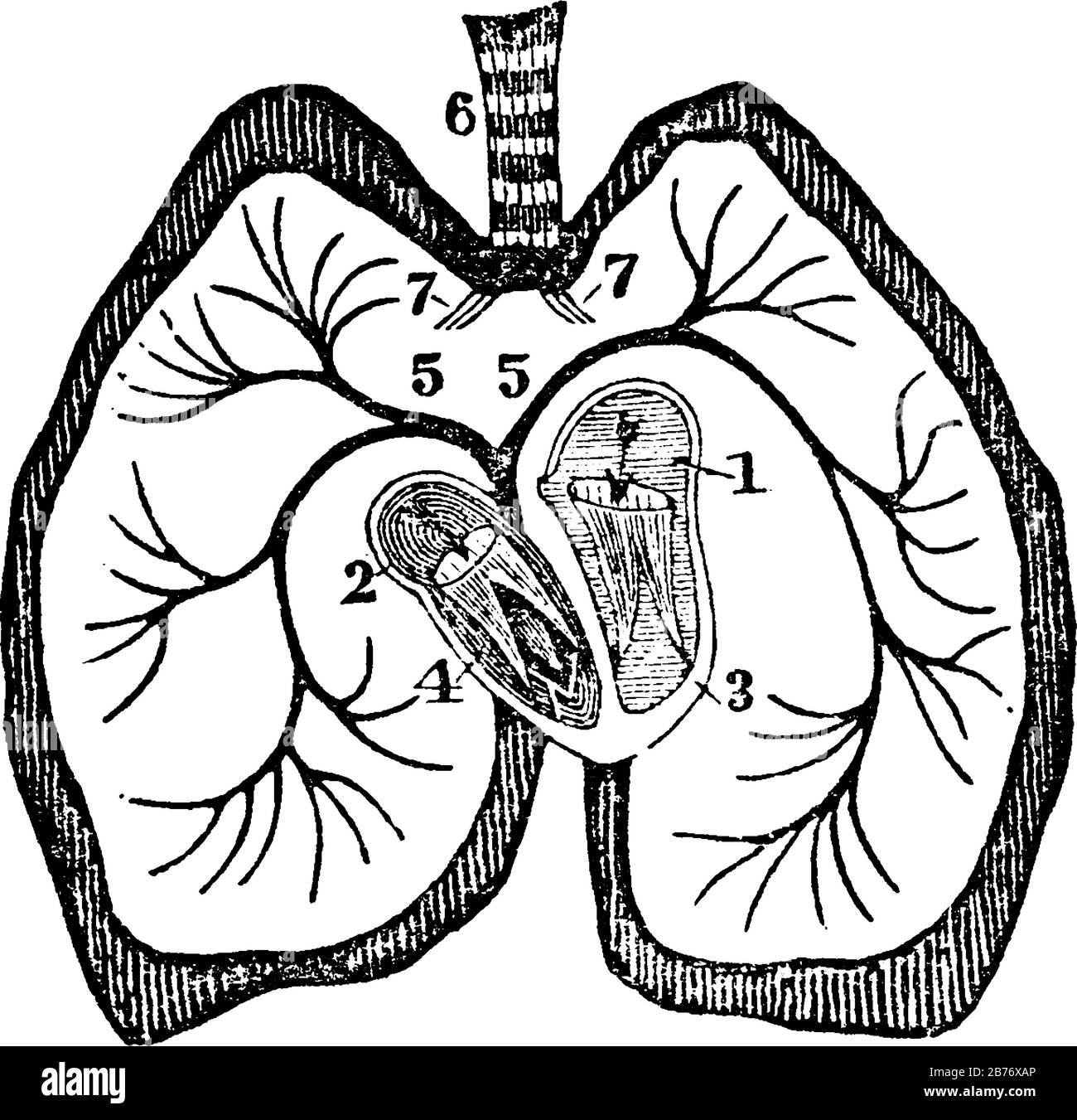 Un diagramme du cœur. Étiquettes : 1. Auricule gauche ; 2, auricule Droite ; 3, ventricule gauche ; 4, ventricule Droit ; 5, veines pulmonaires Droite et gauche ; 6, trache Illustration de Vecteur