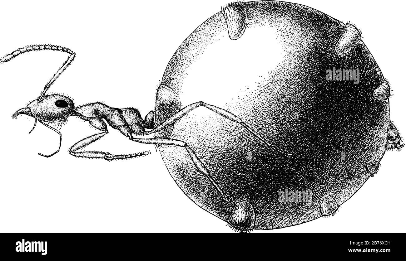 L'estomac de famille ou les retes du miel ant du jardin des dieux (Myrmecocytus hortideorum) ont un abdomen gonflé comme pot, rdr ligne vintage Illustration de Vecteur