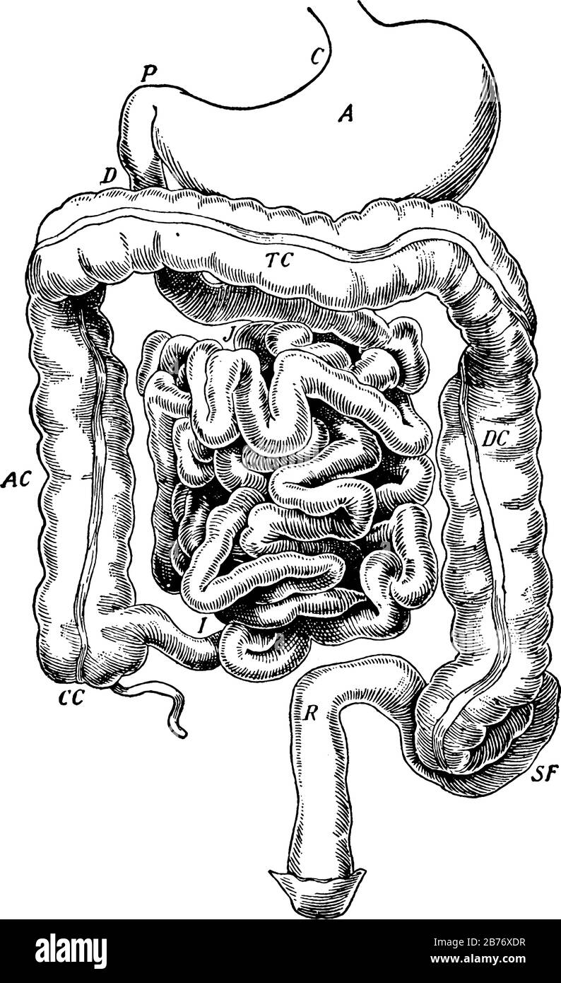 Diagramme de la partie abdominale du canal alimentaire, dessin de lignes anciennes ou gravure Illustration de Vecteur