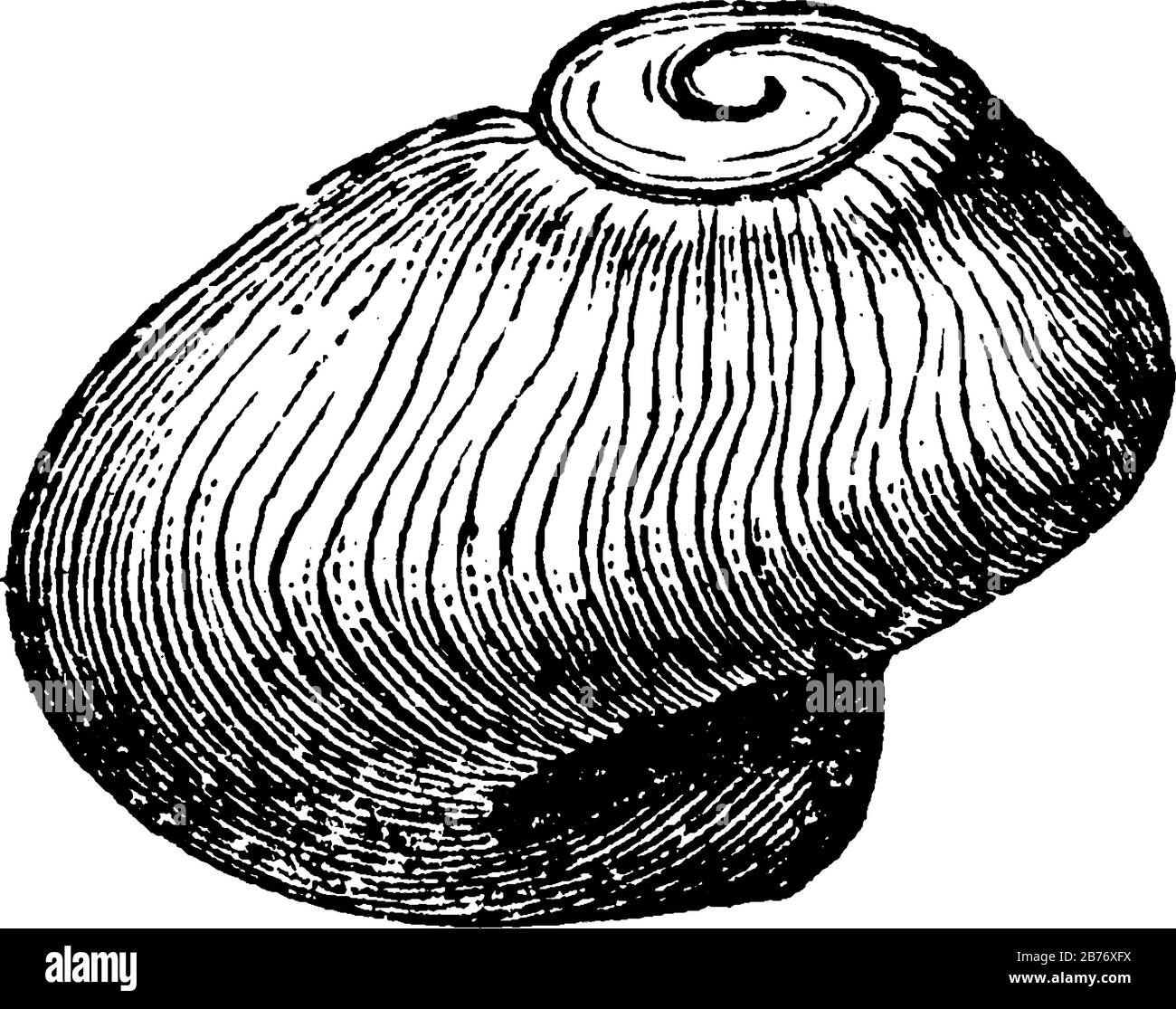 montre l'image de mollusques platyceras, il est similaire à la forme des coquilles d'escargot régulières, il est peu rond de dessus, dessin de ligne vintage ou gravure Illustration de Vecteur