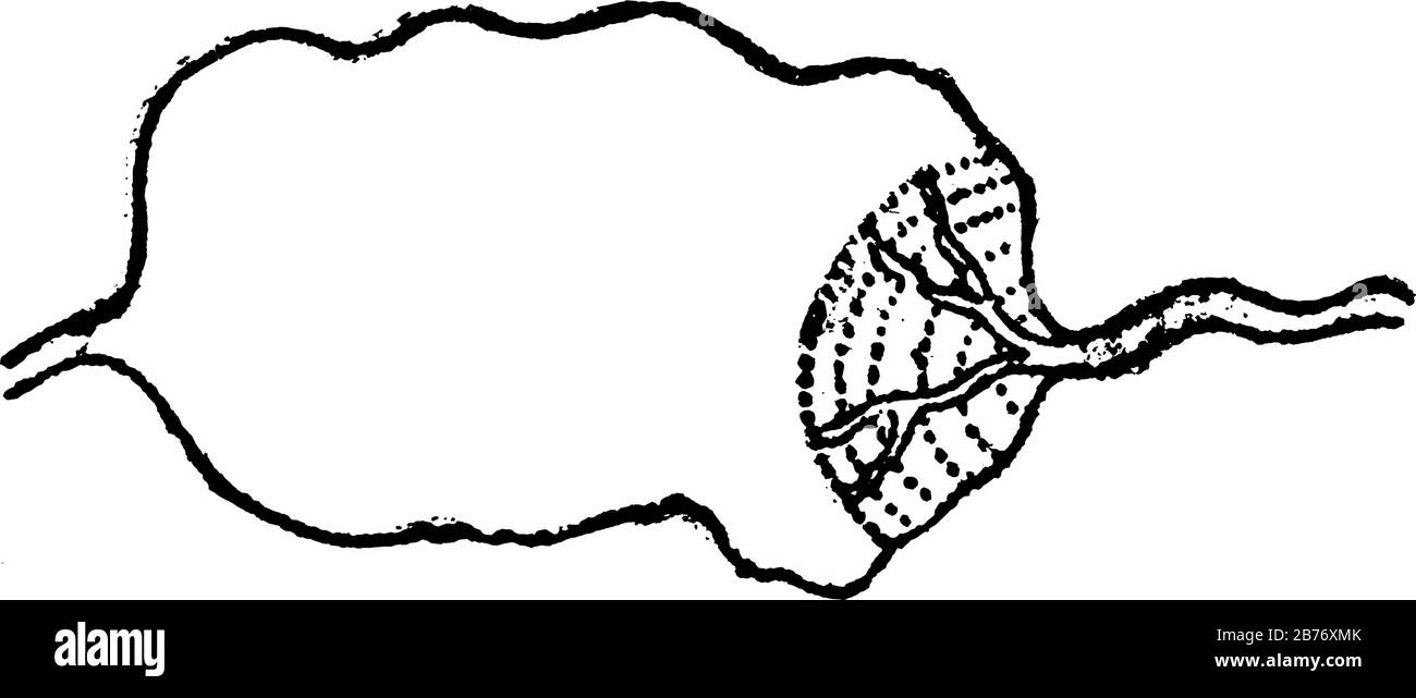 Une représentation typique d'un banderole (b) entrant dans un petit lac (a), et déposant un ventilateur de sédiments (c), un dessin de ligne vintage ou une gravure illustr Illustration de Vecteur
