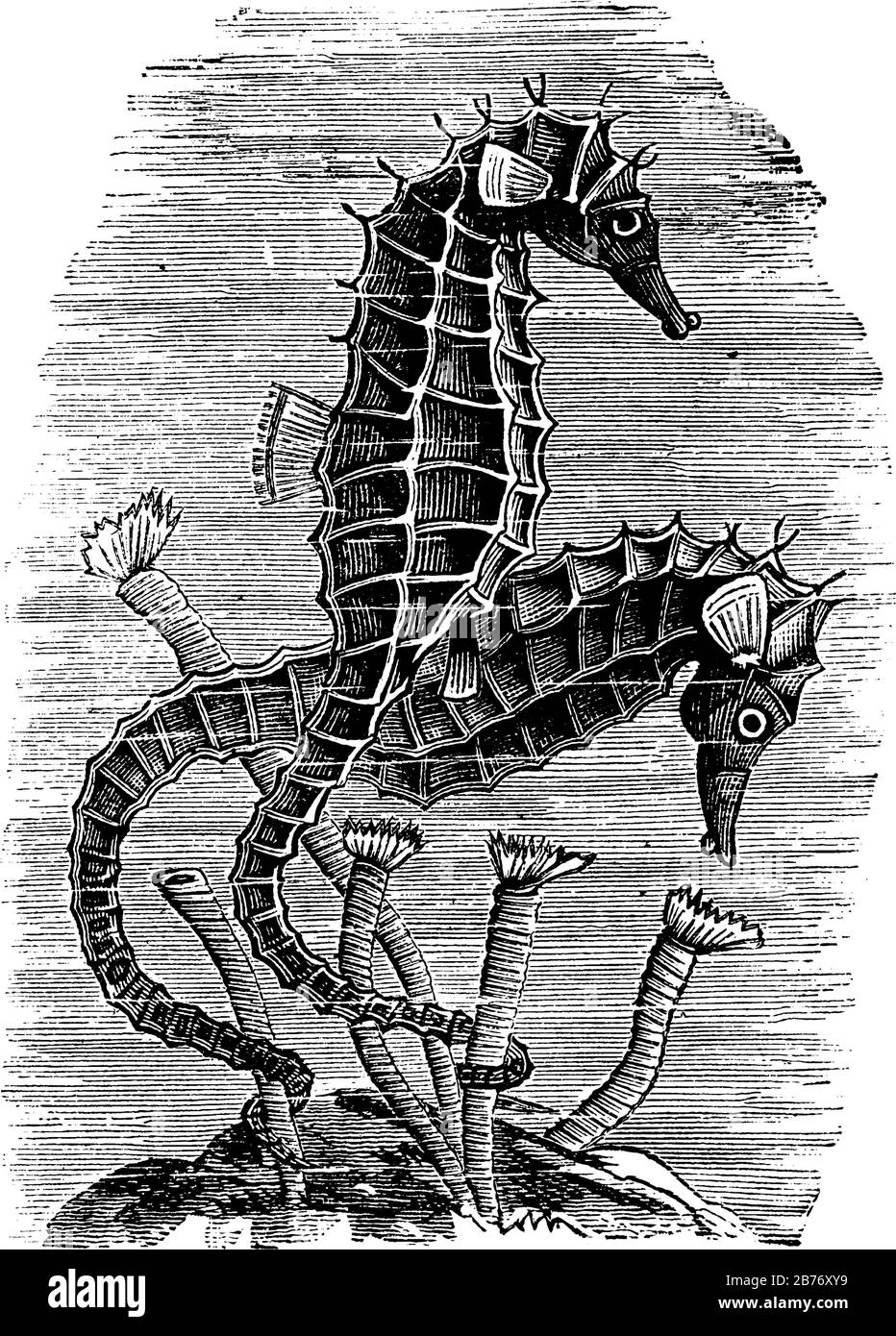 Un petit poisson marin du genre Hippocampe avec des cols tordus et de longues têtes criées, suivi de leur tronc et de leur queue distincts et n'ont pas d'échelle Illustration de Vecteur