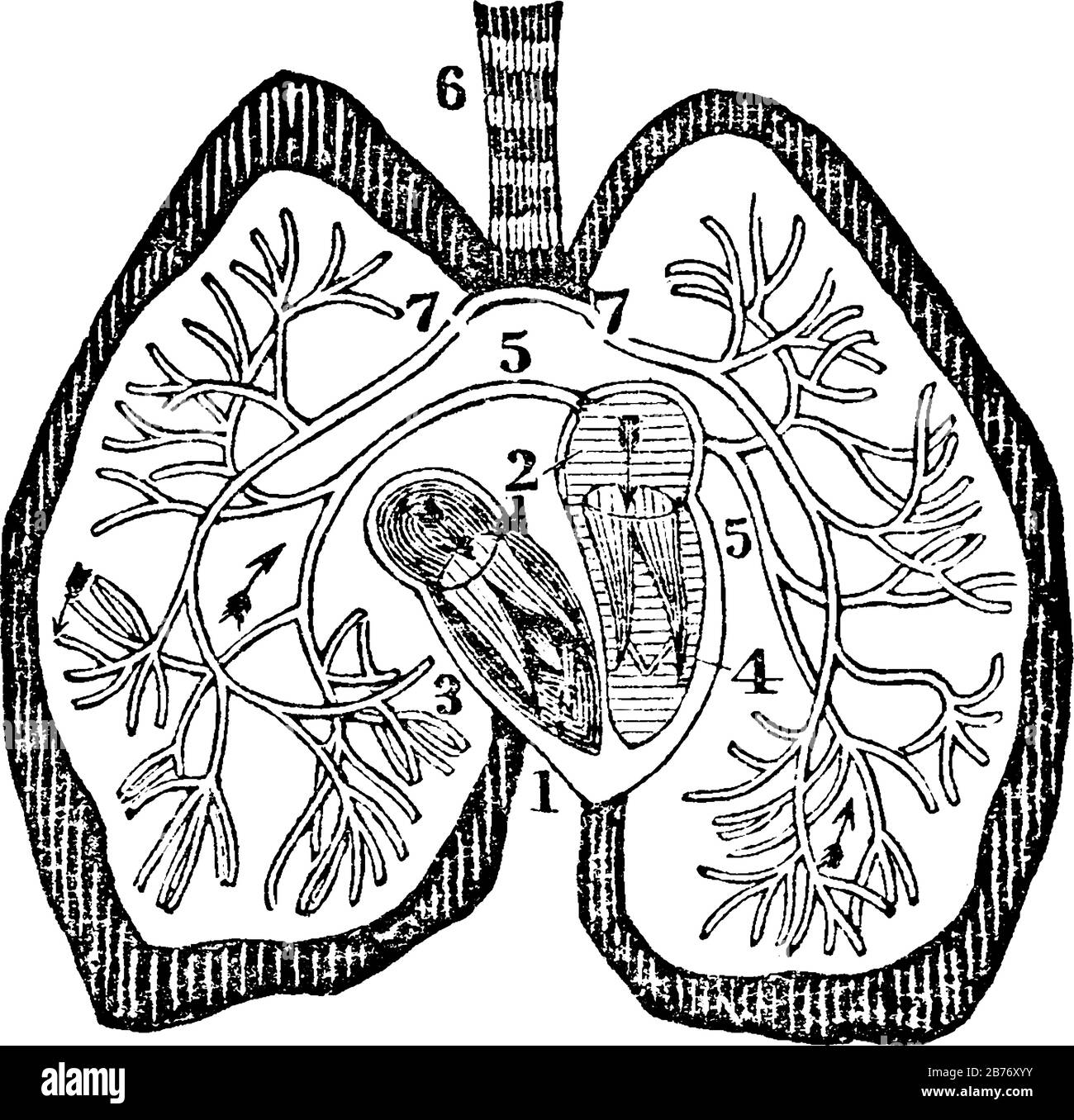 Un diagramme du cœur. Étiquettes : 1. Auricule droite ; 2, auricule gauche ; 3, ventricule Droit ; 4, ventricule gauche ; 5, veines pulmonaires Droite et gauche ; 6, trache Illustration de Vecteur