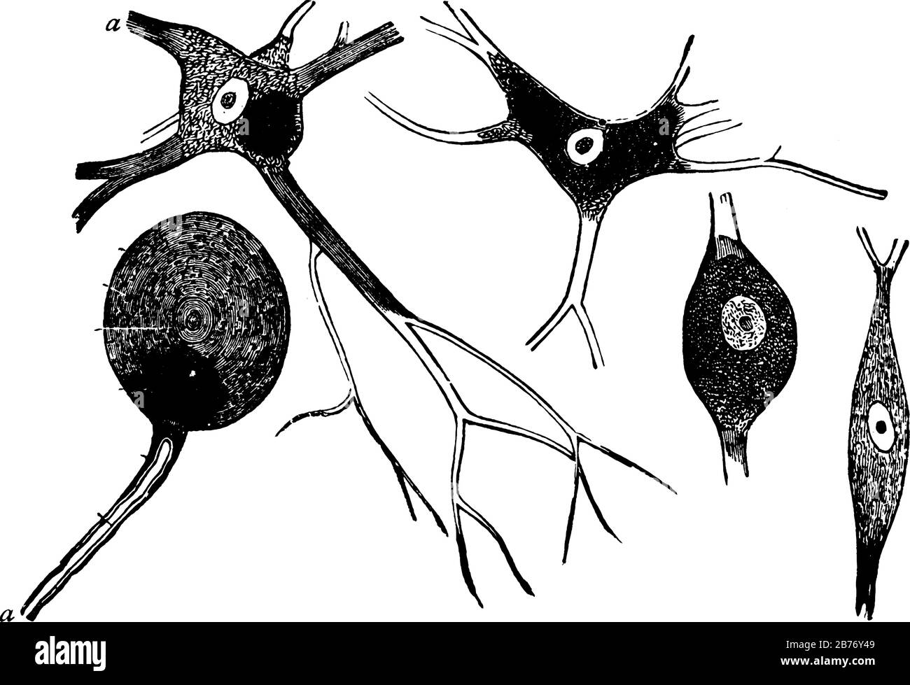 Les neurones sont les unités de base du système nerveux, une cellule qui porte des impulsions électriques, 'A', représente le cylindre d'axe d'un nerf, ligne vintage Illustration de Vecteur
