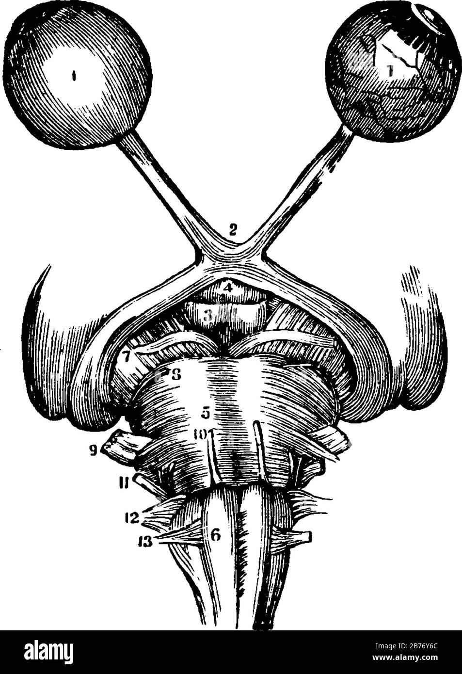 Vue de la deuxième paire de nerfs optiques, montre trois images différentes des nerfs optiques dans lui, dessin de ligne vintage ou gravure Illustration de Vecteur