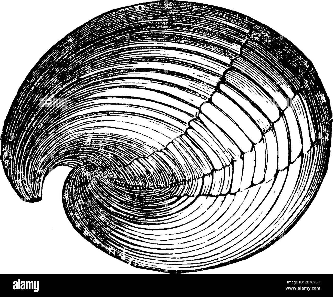 Le Pentamerus Knightii est divisé en interne par les deux septa parallèles longitudinaux et une autre valve par septum longitudinal qui est forcé vers sa b Illustration de Vecteur