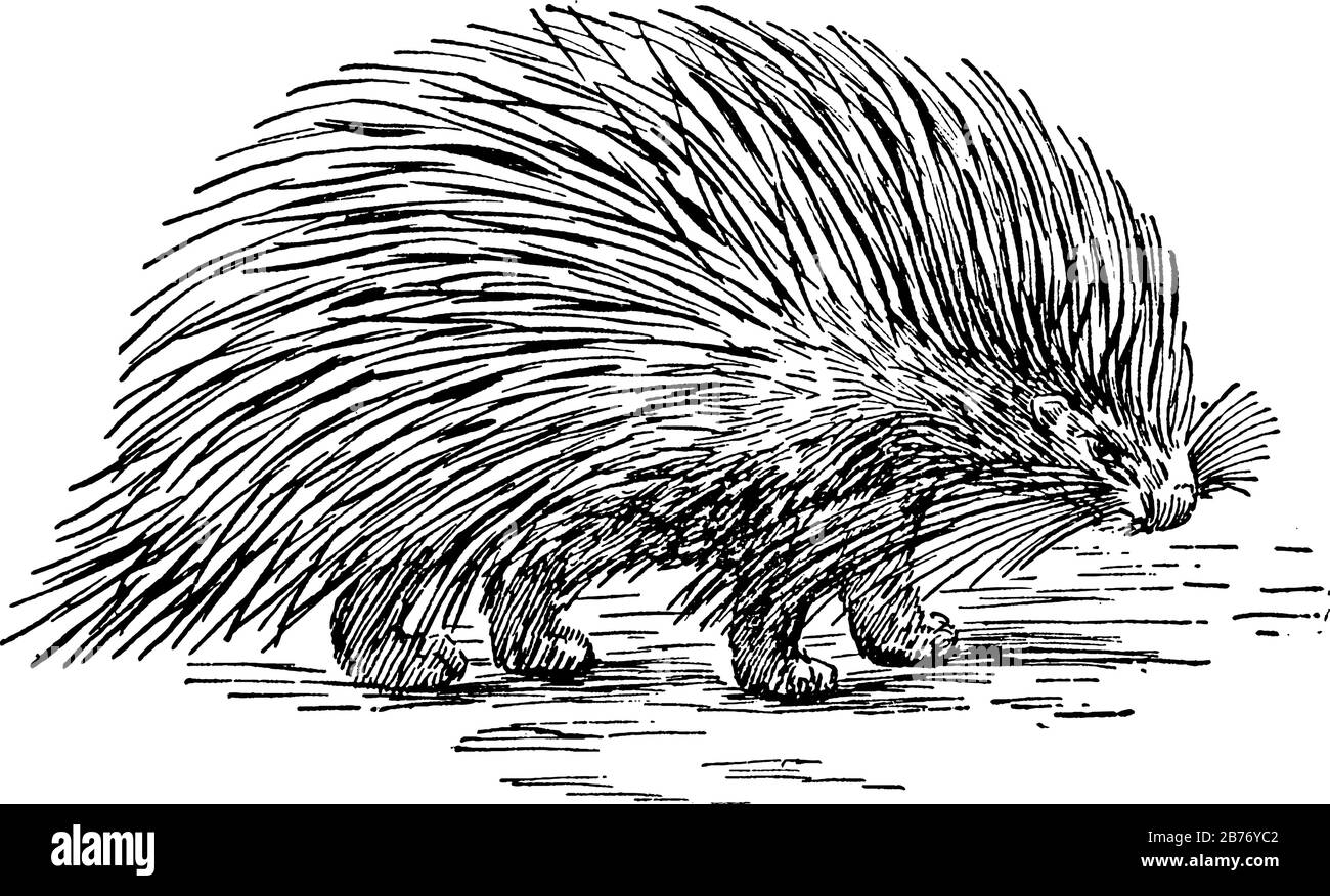 Un rongeur distingué par ses longues quills utilisés pour la défense, il montre des rongeurs de porc-épic avec une couche de dents vives, ou des frissons, qui protègent contre Illustration de Vecteur