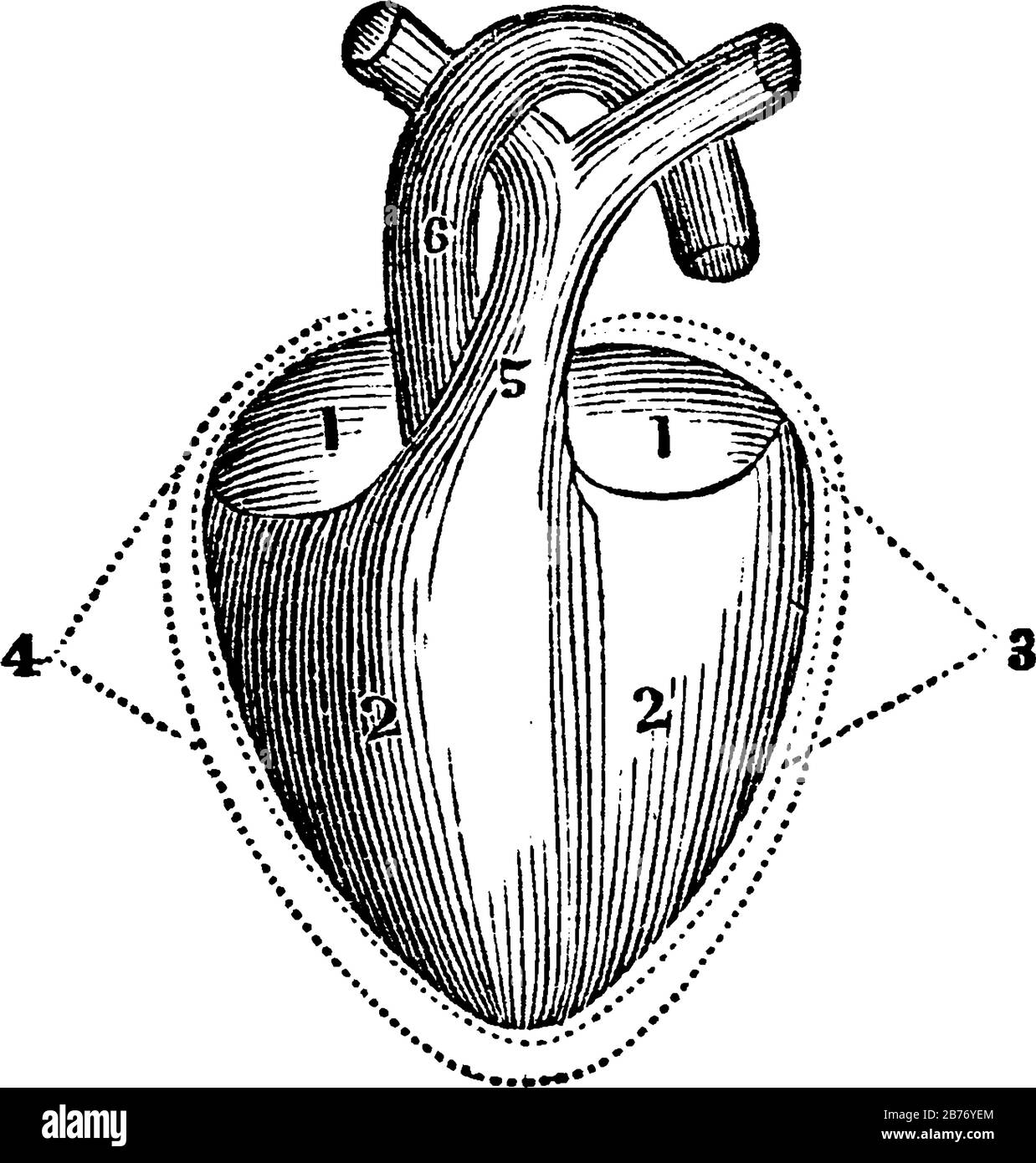 Un diagramme du cœur. Étiquettes : 1, auricule Droite et gauche. 2, ventricule Droit et ventricule gauche. 3, 4, Le péricarde. 5, 6, Gros vaisseaux sanguins (artères), v Illustration de Vecteur
