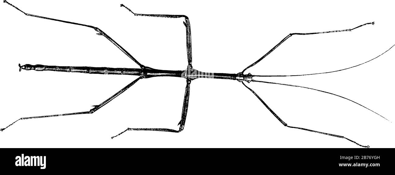 Figure de l'insecte de bâton aussi connu sous le nom de bâton de marche de l'ordre Phasmatodea, il ressemble à une brindille sur une branche, dessin de ligne vintage ou gravure illus Illustration de Vecteur