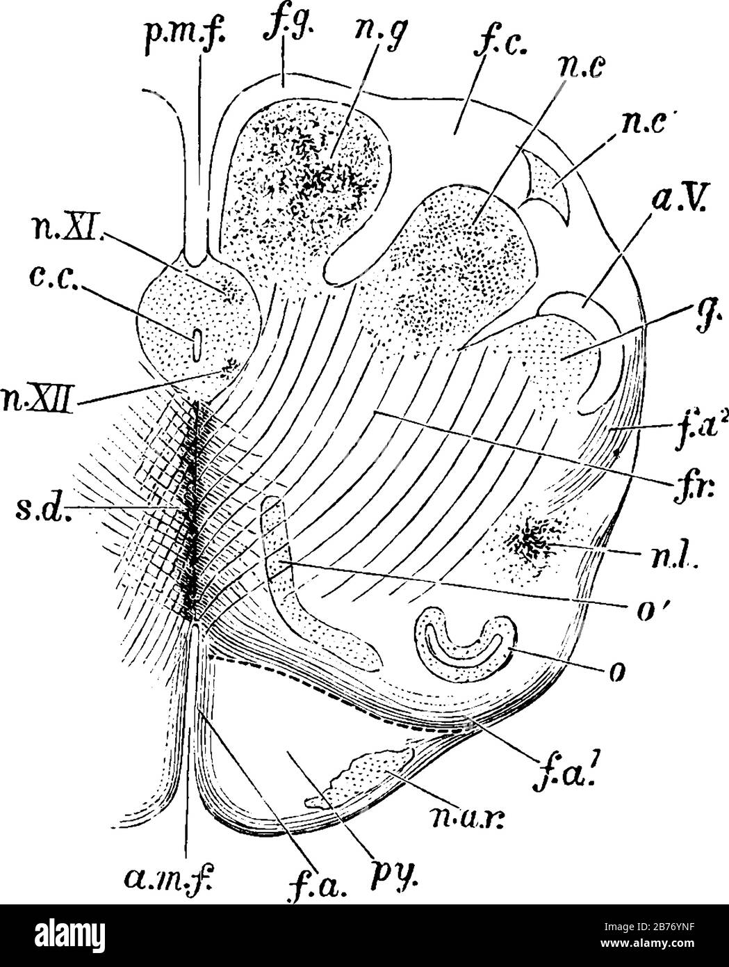 Section antérieure ou dorsale de la médulla oblongata dans la région de la décusation pyramidale supérieure. A.m.f, fissure médiane antérieure; et autre, vi Illustration de Vecteur